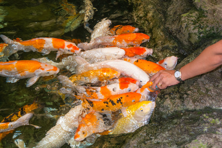 koi fish feeding food by touristの写真素材