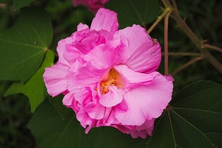 pink colour of a flowerの写真素材