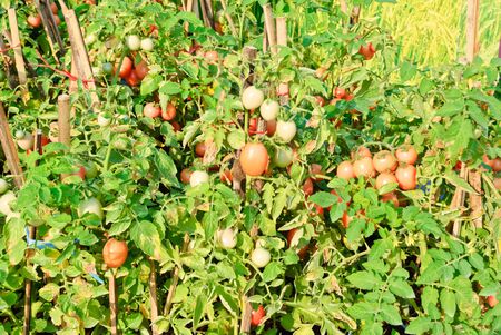 CHIANGMAI THAILAND - DECEMBER 4 : Tomato  plant show in The International Horticultural Exposition Ratchaphruek 2011. Even on 14 december 2011 - 14 march 2012. On December 4,2011 in Chiangmai, Thailand.のeditorial素材