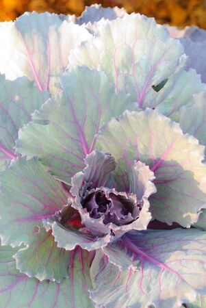 CHIANGMAI THAILAND - DECEMBER 4 :  Red Cabbage show in The International Horticultural Exposition Ratchaphruek 2011. Even on 14 december 2011 - 14 march 2012. On December 4,2011 in Chiangmai, Thailand.のeditorial素材