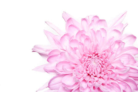 pink dahlia on white backgroundの写真素材