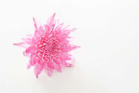 pink dahlia on white backgroundの写真素材