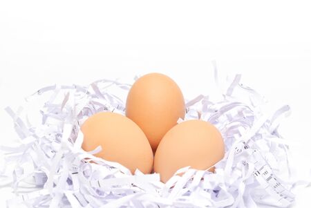 fresh egg on white shredded paper as nest egg concepts, on white background