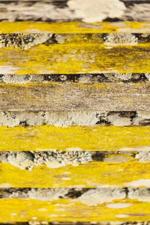 wood texture with mossyの写真素材