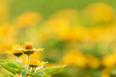 yellow flowerの写真素材