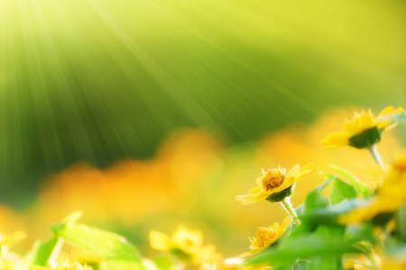 yellow flower whit sun beamの写真素材