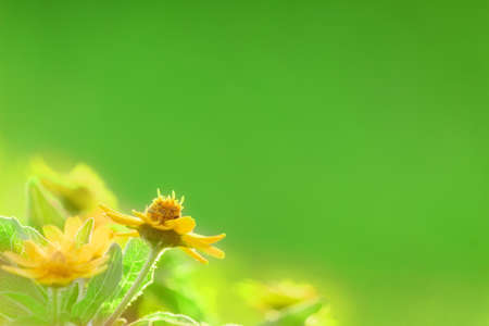 yellow flowerの写真素材