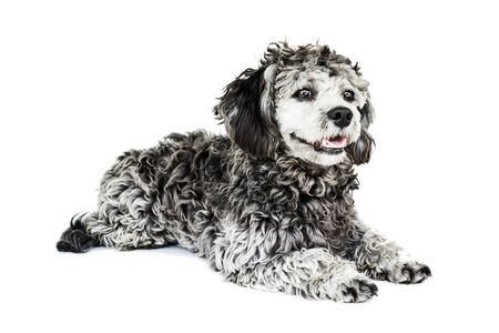 Shih tzu poodle mixed laying on white background