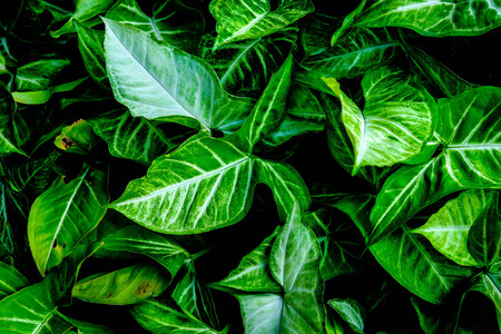 Green leaf background