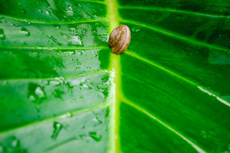 back groud Snail on the leaf