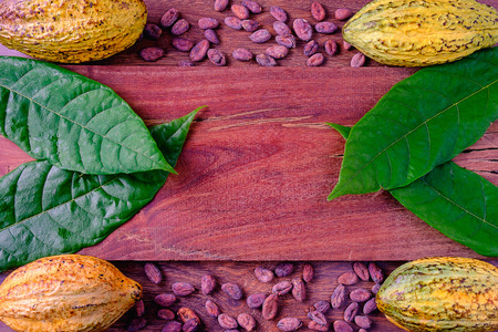 fresh Cocoa and Cocoa Bean Background