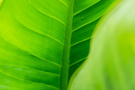 Green leaf backgroundの写真素材