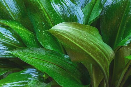 Nature Background Green Leaf