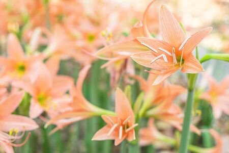 Field of Amaryllis  flowerの写真素材