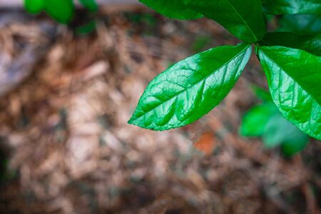 Natural background, green leaves in the rainforestの写真素材