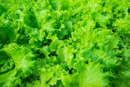 Organic glass lettuce Healthy vegetablesの写真素材