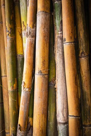 Bamboo backgroundの写真素材