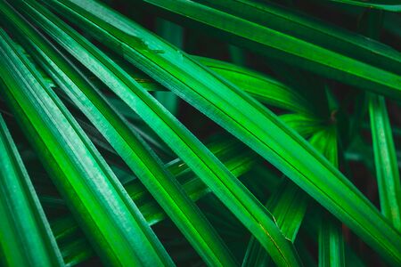 Green palm leaf background