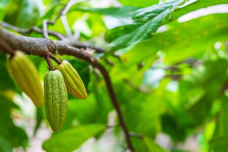 Fresh raw cocoa fruit from cacao tree
