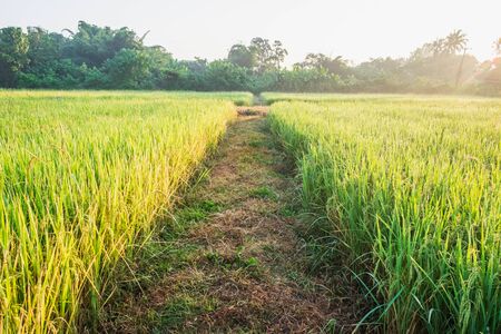 Rice plants in rice fieldsの写真素材
