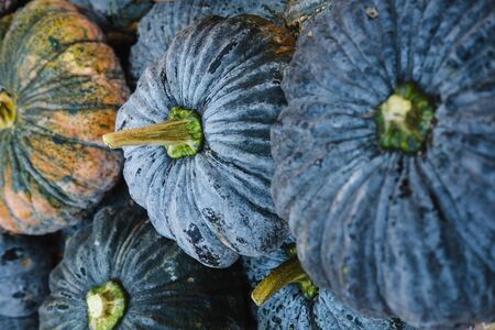 A pile of raw pumpkins that are stackedの写真素材