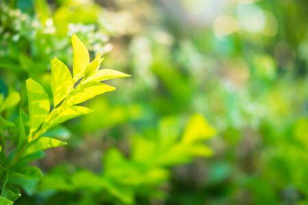 Closeup nature  green leaf  fresh wallpaper concept.