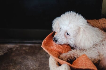 The white poodle dog is waiting for the owner with sadness.の写真素材