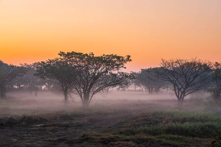 The forest at dawn is covered with fog.の写真素材