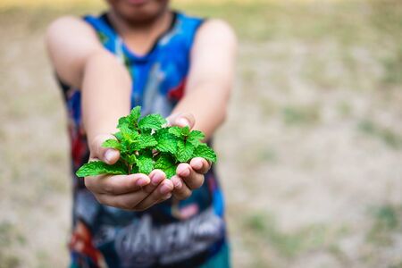 Fresh mint in handの写真素材