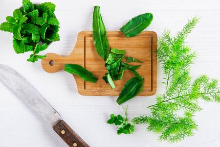 Herbs Culantro and mint herbs on a wooden cutting boardの写真素材