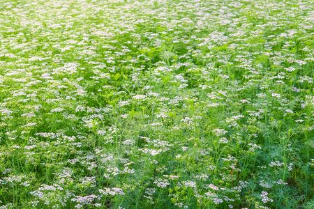 White flower garden with white flower backgroundの写真素材