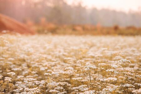 White flower garden with white flower backgroundの写真素材