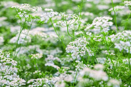 White flower garden with white flower background