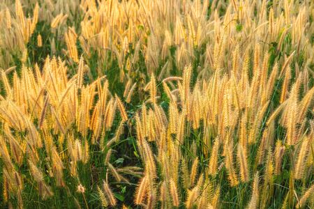 Poaceae Grass Flowers Field and Poaceae background