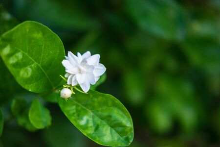 close up  jasmine flowers in a gardenの写真素材