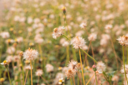 Summer flower background