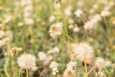 Summer flower backgroundの写真素材