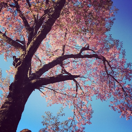 Ripeness pink flowers.Wiang kan Chiang rai