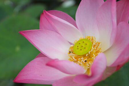 Close shot of the lotus bloom の写真素材