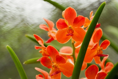 Orange Orchid of the Beautiful flowers in Thailand