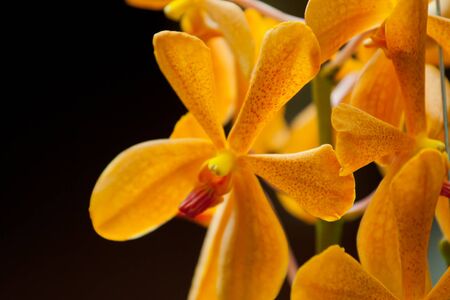 Macro on a Yellow Orchid Thailandの写真素材