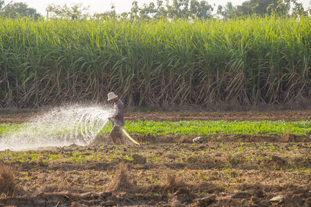 Farmer watering vegetable in suphanburi , Thailand countrysideの写真素材
