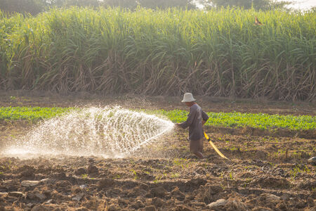 Farmer watering vegetable in suphanburi , Thailand countrysideの写真素材