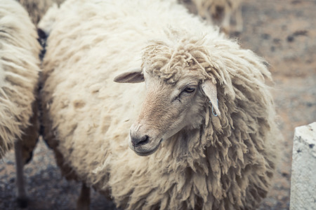 sheep standing Color style vintageの写真素材