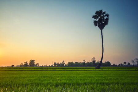 Lonely Palm in rice fields , Thailandの写真素材