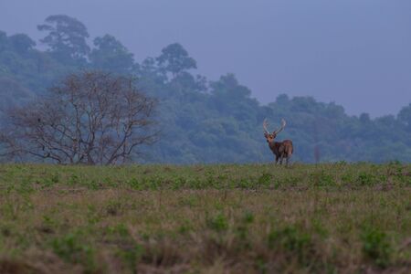Male hog deer stand alone on meadow and forestの写真素材