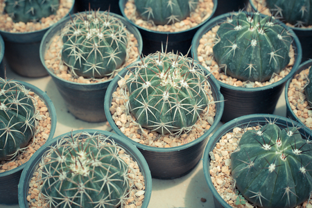 pattern of clay pots cactus in garden marketの写真素材