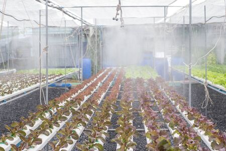 spit watering system in Vegetables hydroponics farmの写真素材