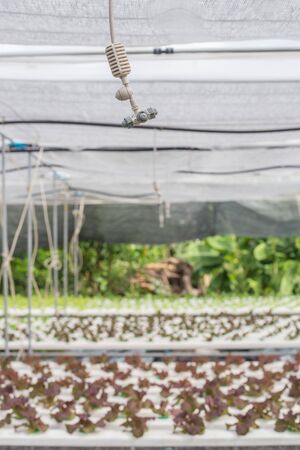 spit watering system in Vegetables hydroponics farmの写真素材