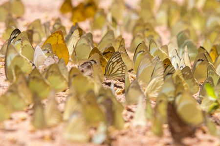 Group of butterfly on the ground. Pang Sida national park. Sa Kaeo Province, Thailand.の写真素材